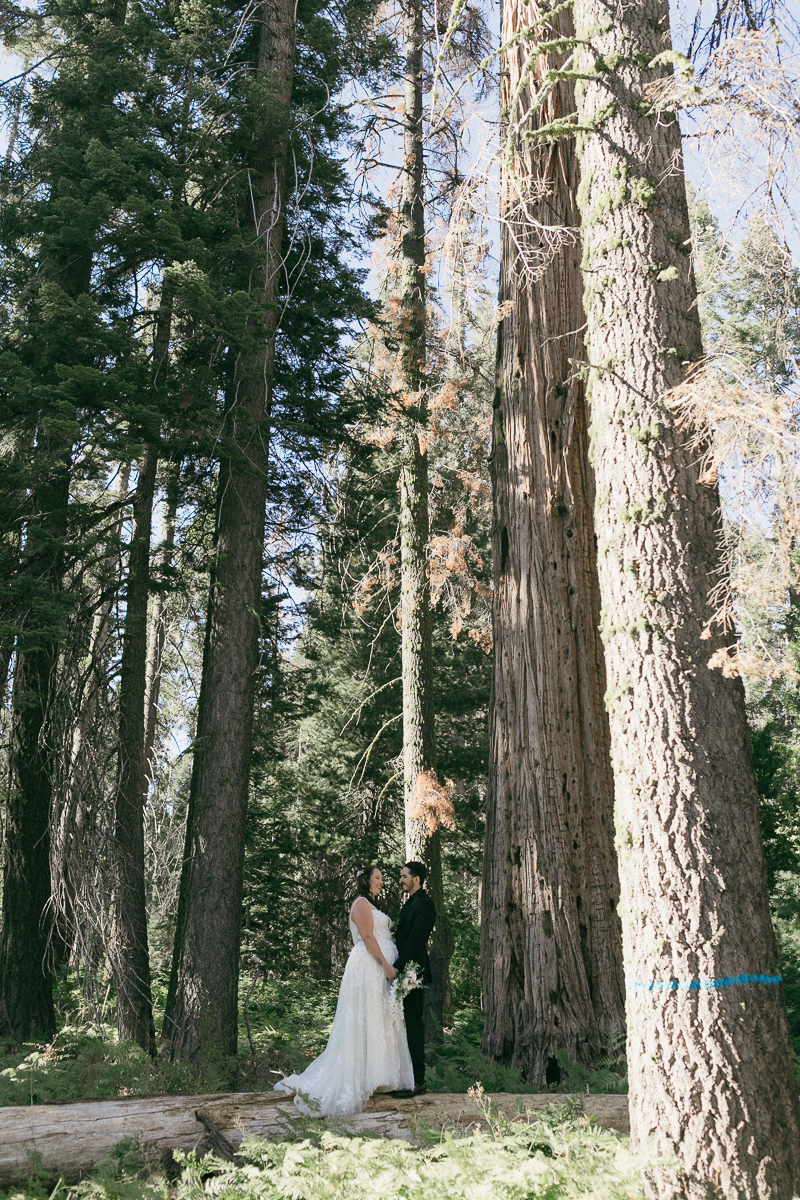 Bride and groom in a giant sequoia grove with dappled afternoon light coming through the canopy