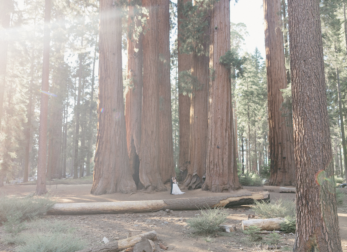 Bride between giant sequoia trees in Sequoia National Park, sunlight streaming through the canopy