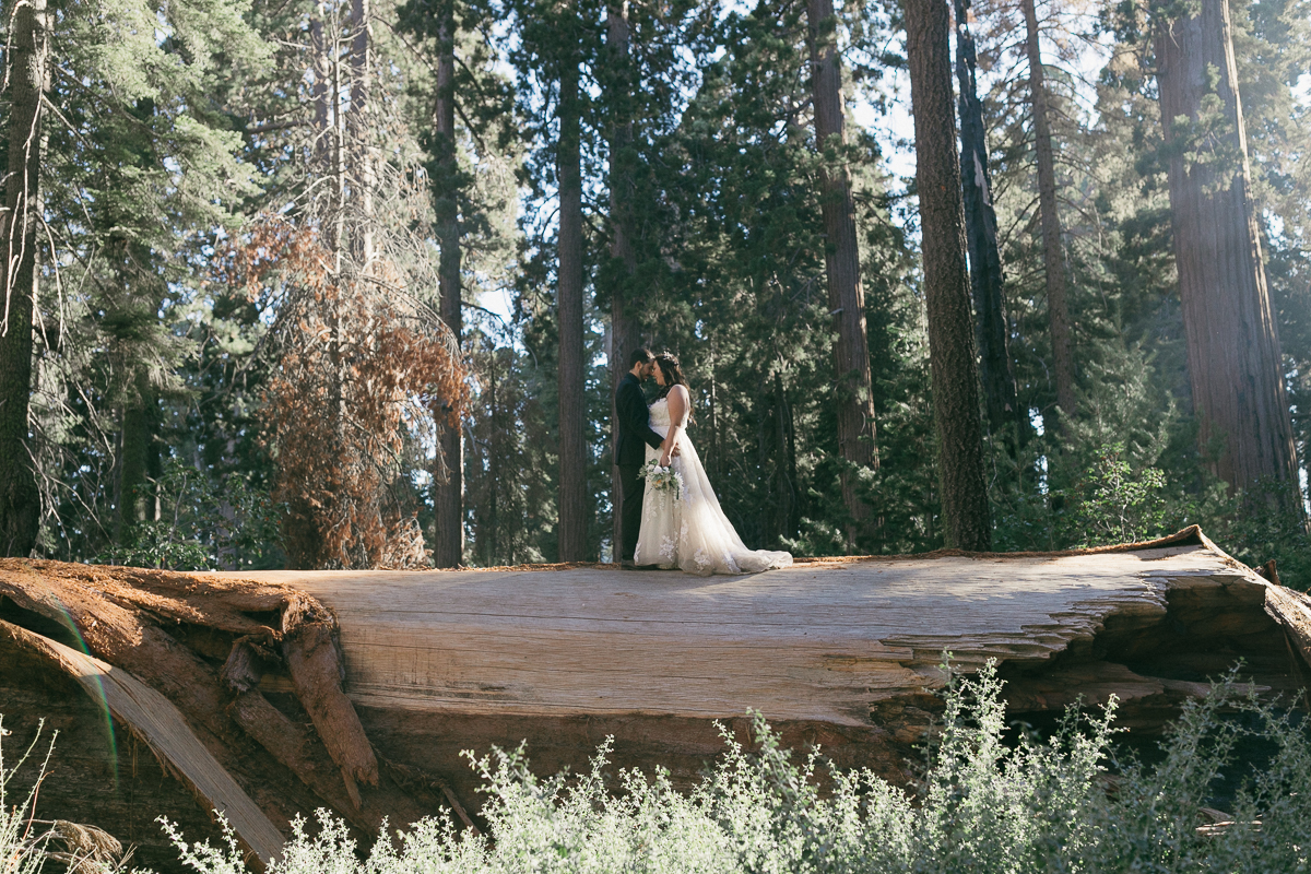Couple kissing on a fallen sequoia log in a giant sequoia grove, Sequoia National Park