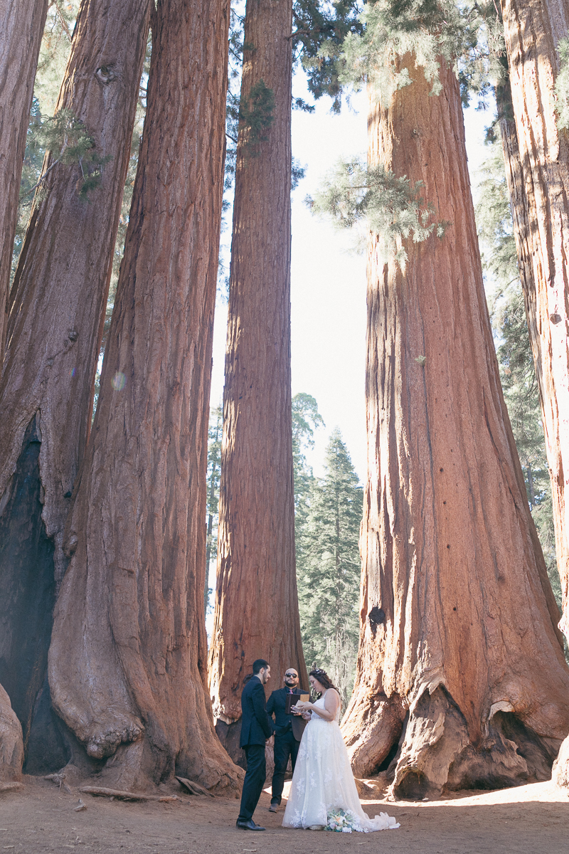 Couple standing beneath the canopy of giant sequoia trees in Sequoia National Park, the trees towering overhead