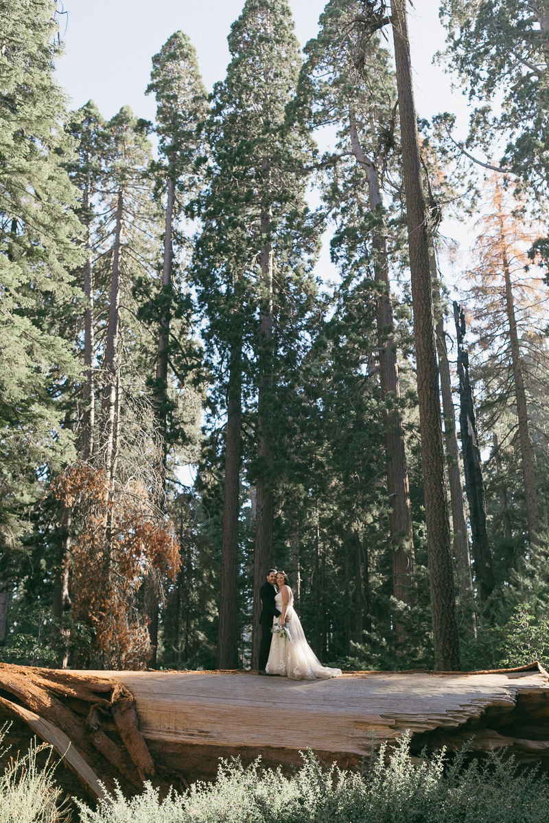 Couple on a fallen sequoia log walkway between towering giant sequoias